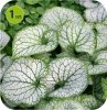 Brunnera Sea Heart 6 szt.